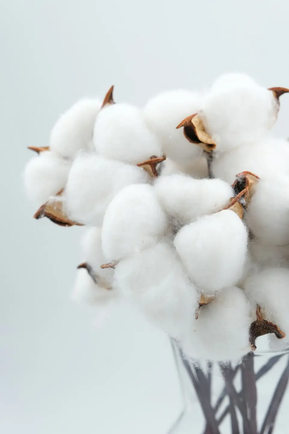 a bunch of cotton in a glass vase